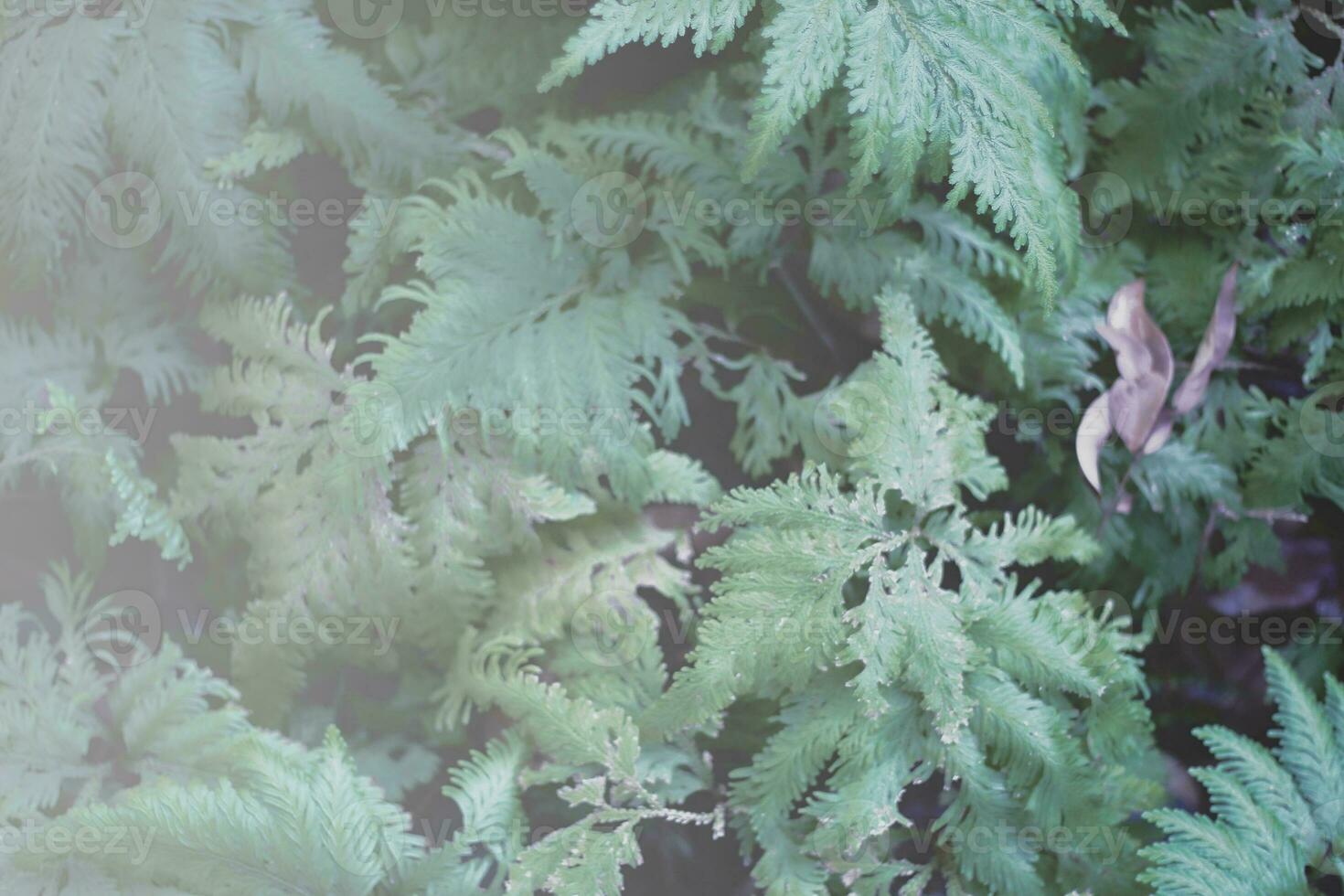 Green ferns in the garden with filter effect retro vintage style photo