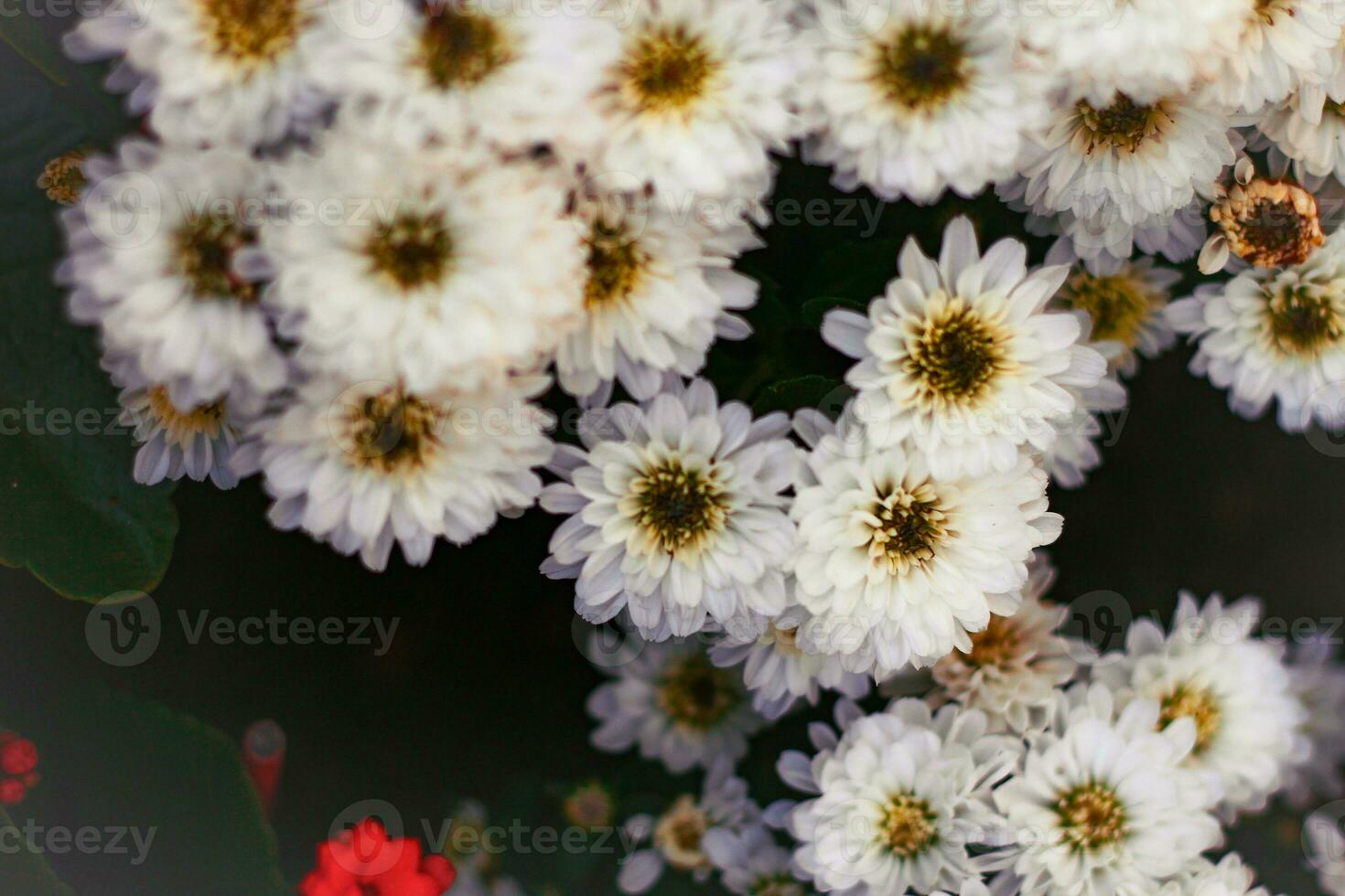 White chrysanthemum flowers in the garden, stock photo