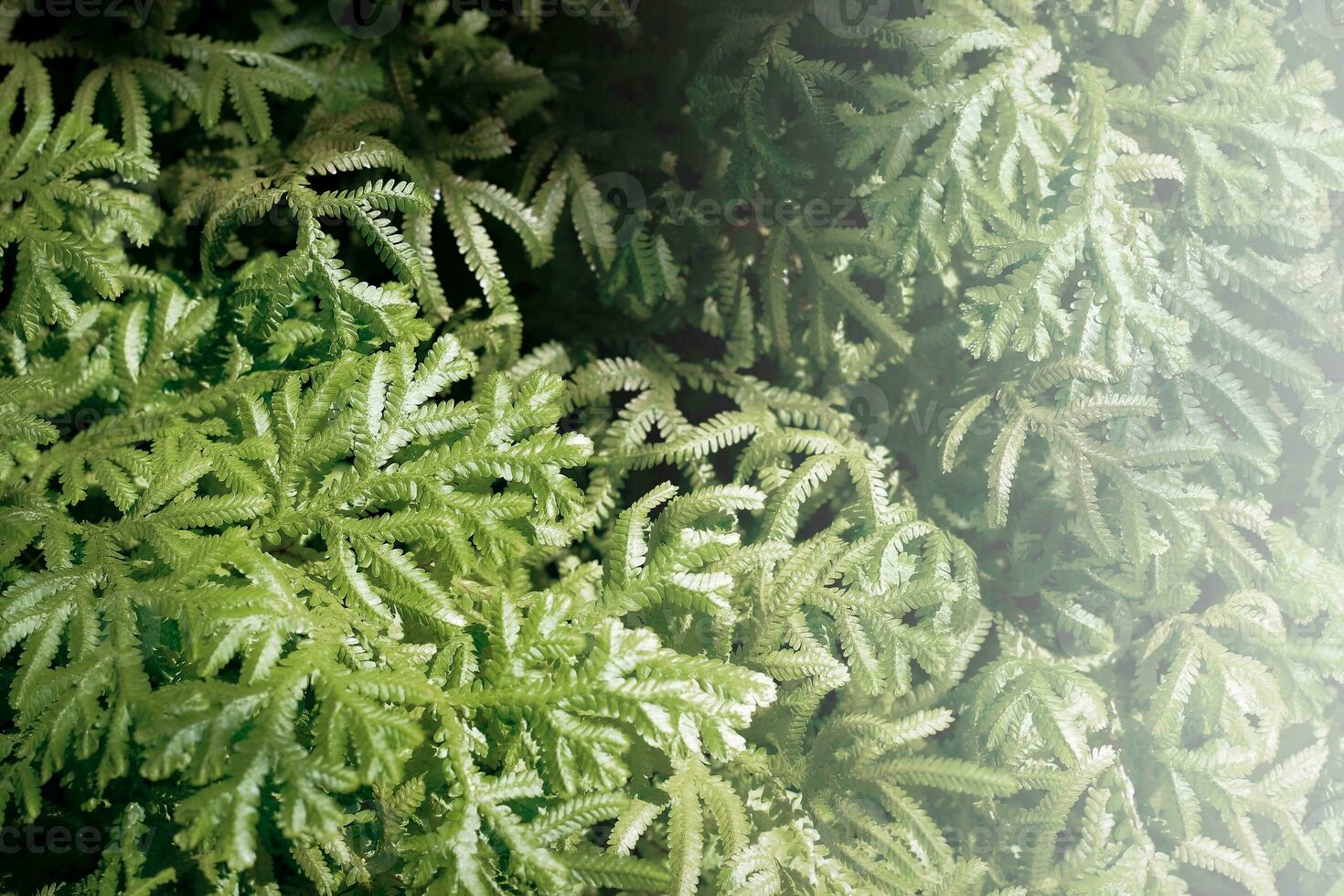 Fern in the garden with soft focus and filter effect retro vintage style photo