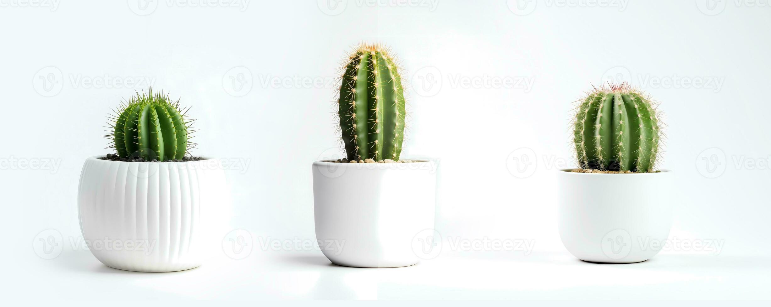 AI generated Front view of Small plant in pot succulents or cactus isolated on white background. Indoor plants. photo