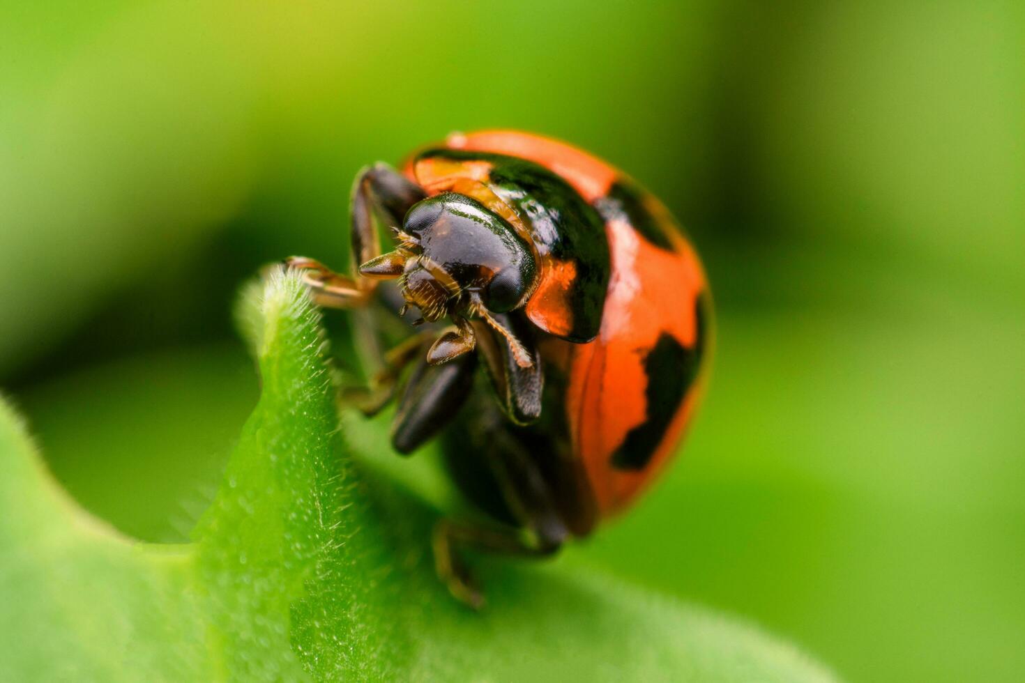 Closeup of a single orange-yellow beetle clinging to the tip of a grass plant on a green background. photo