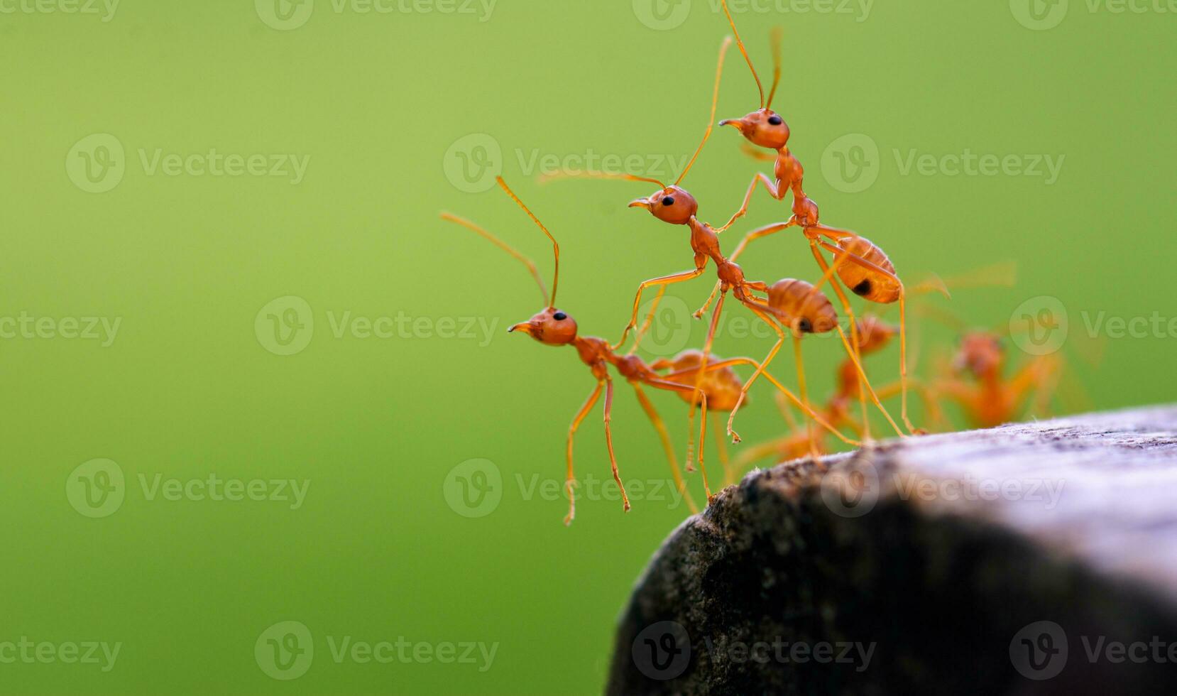 Closeup of three red ants clinging to each other on the edge of a log in a green background. photo