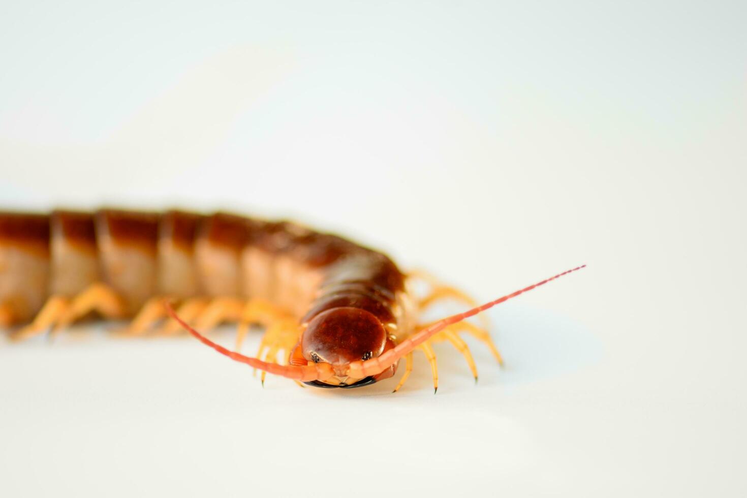 Centipedes are poisonous animals and dangerous to humans. It is an animal that has many legs and an adult body. on a white background photo