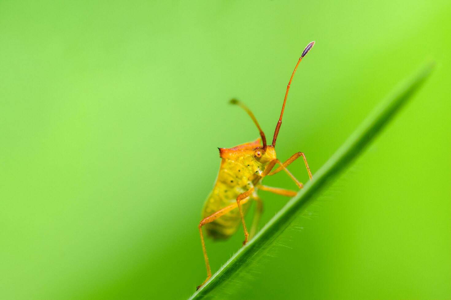 Closeup of a single orange-yellow beetle clinging to the tip of a grass plant on a green background. photo