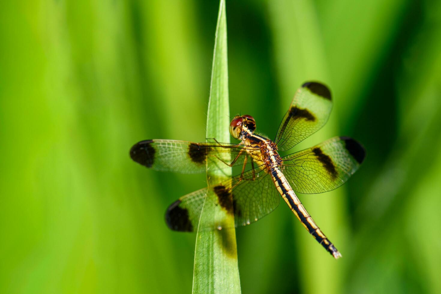 Closeup of a gray-black dragonfly perched on the tip of a grass plant on a green background. photo