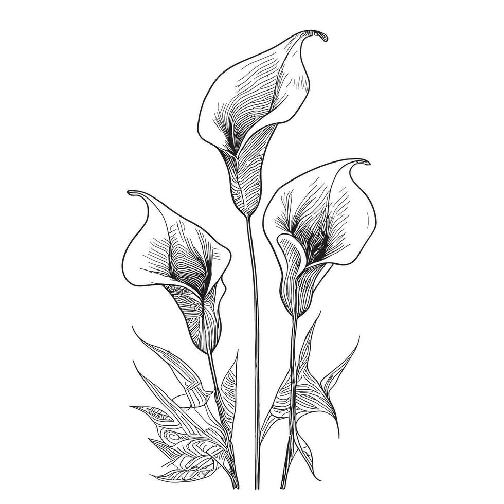 Calla lilies hand drawn sketch in doodle style Vector illustration