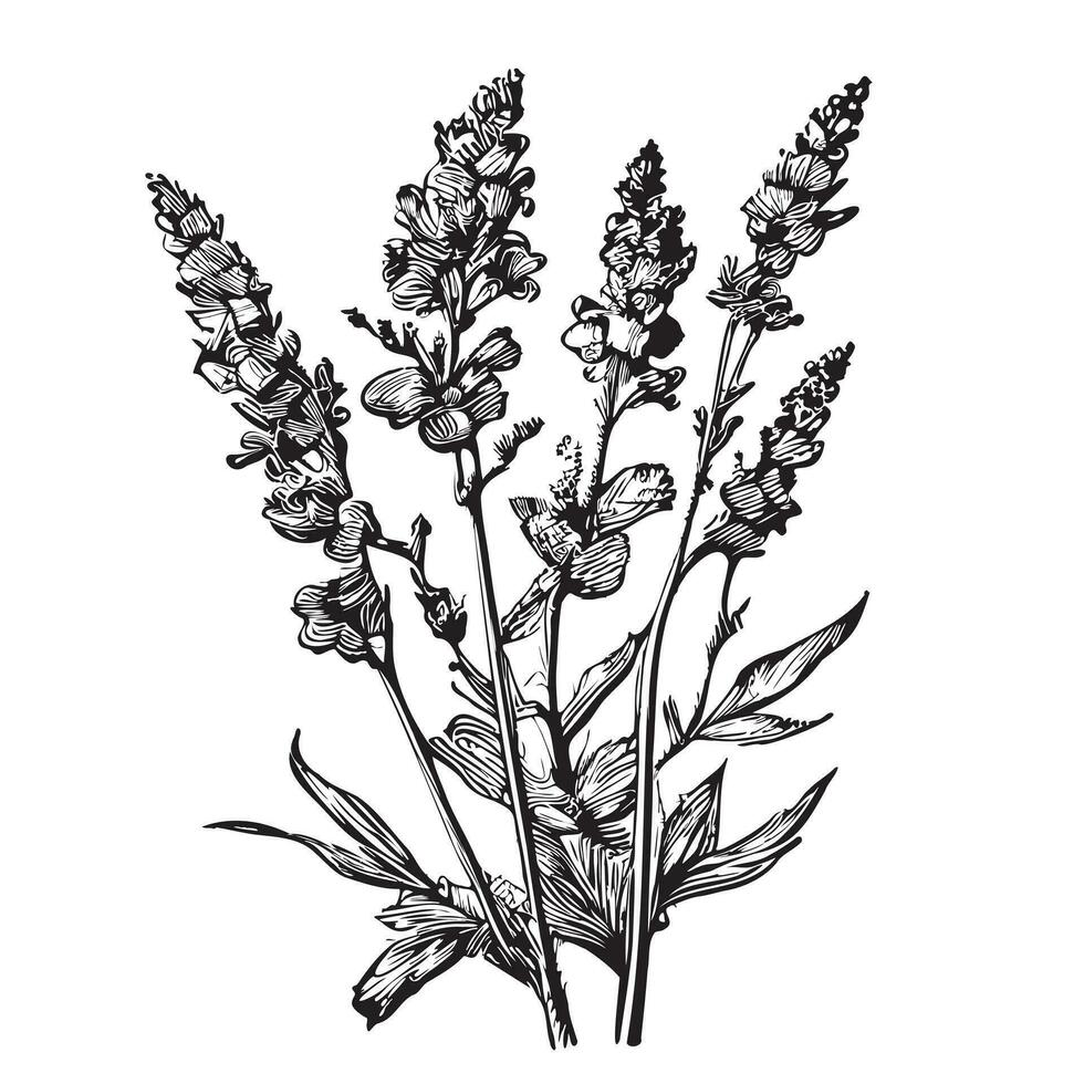 Lavender floral hand drawn sketch Wildflowers Vector illustration