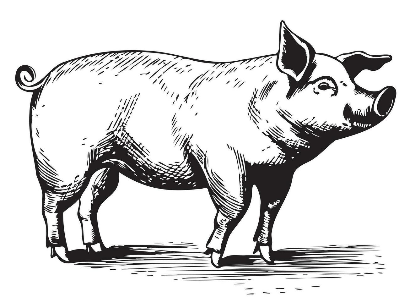 cerdo en gráfico estilo agricultura y animal agricultura vector ilustración