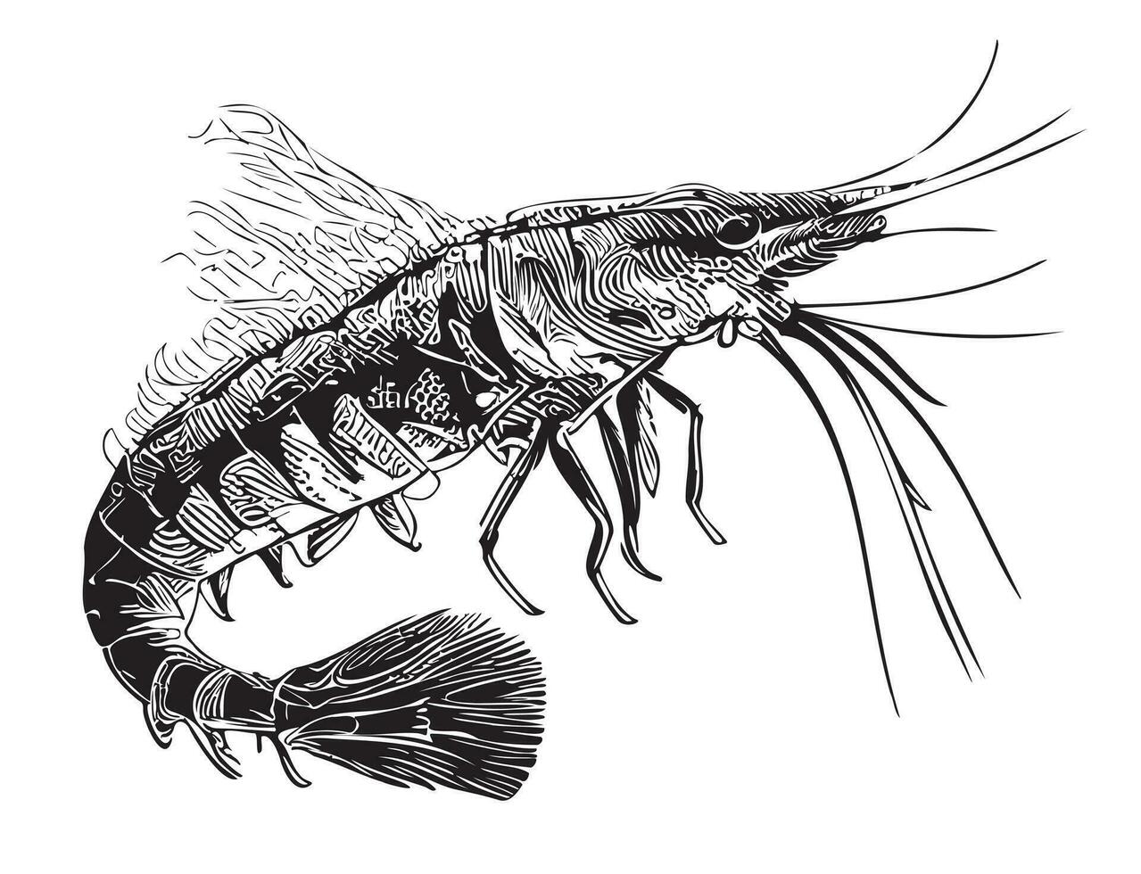 Shrimp sea sketch hand drawn in doodle style Vector illustration