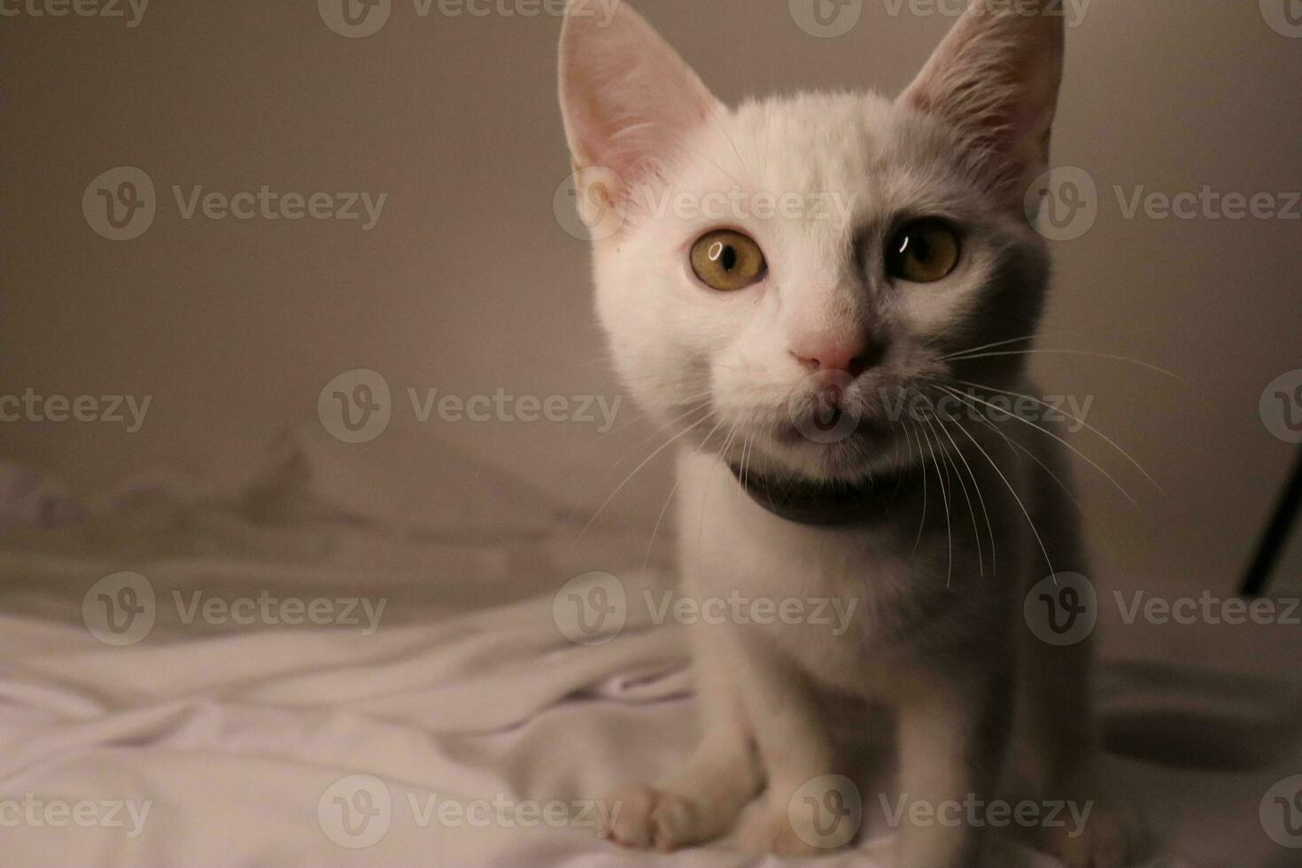 A white cat on a white bed photo