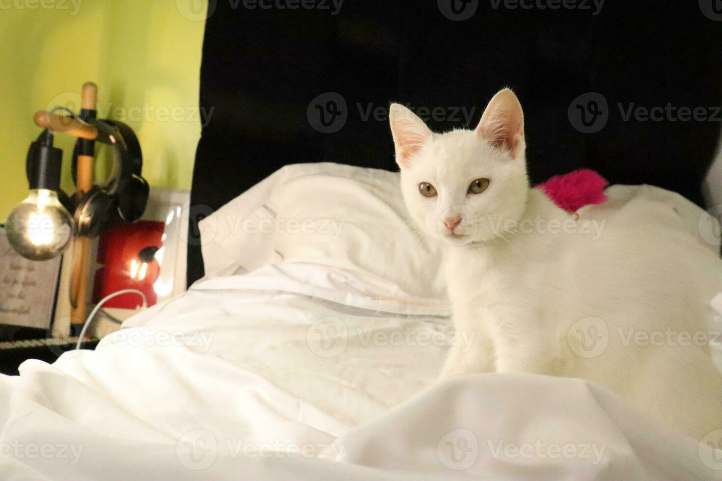 A white cat on a white bed photo