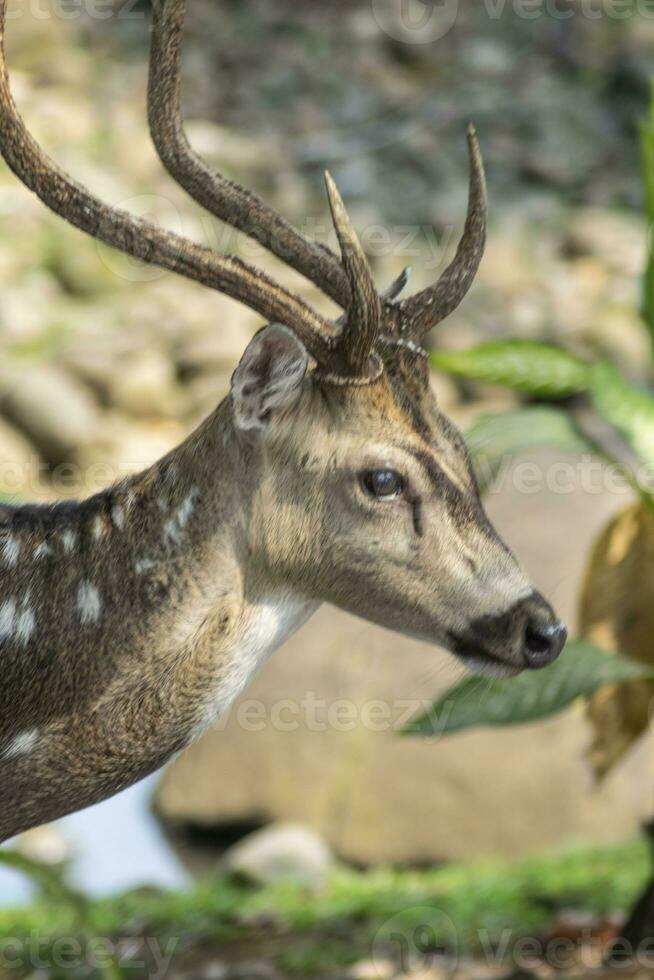 Head of Stag in the park. animal closeup photo