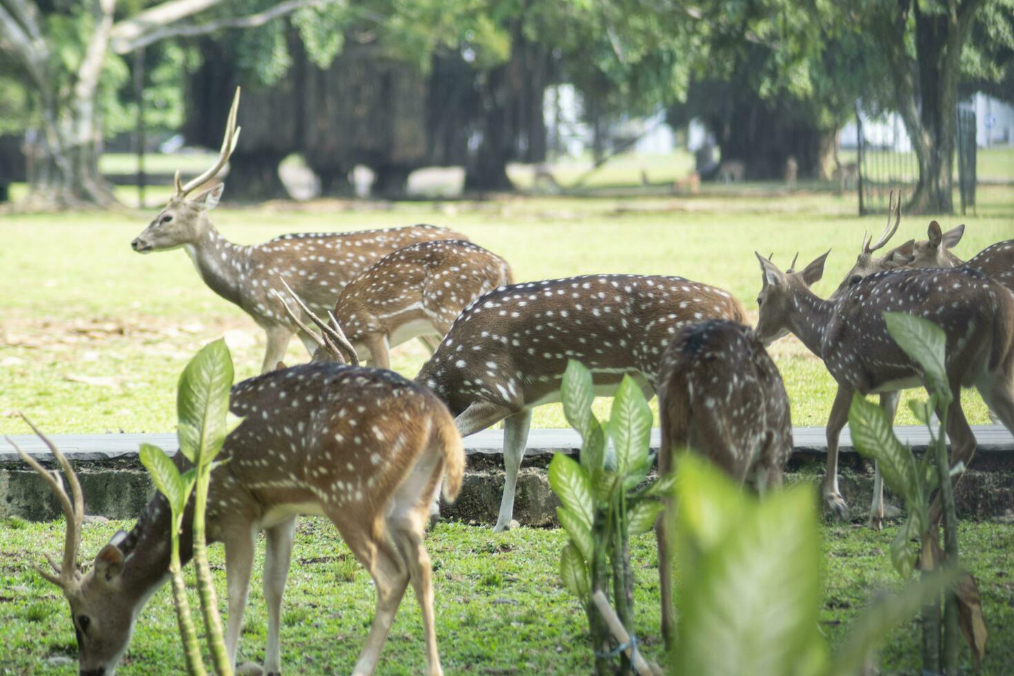 a herd of deer in the animal park photo