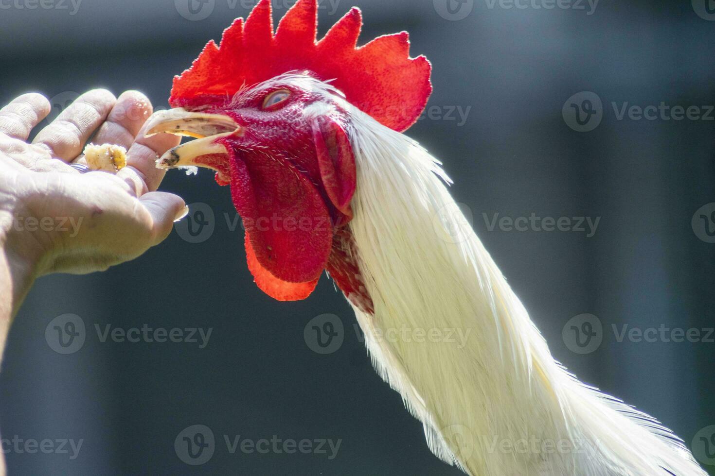 feeding white  rooster . feeding pet, hand holding pet food. photo