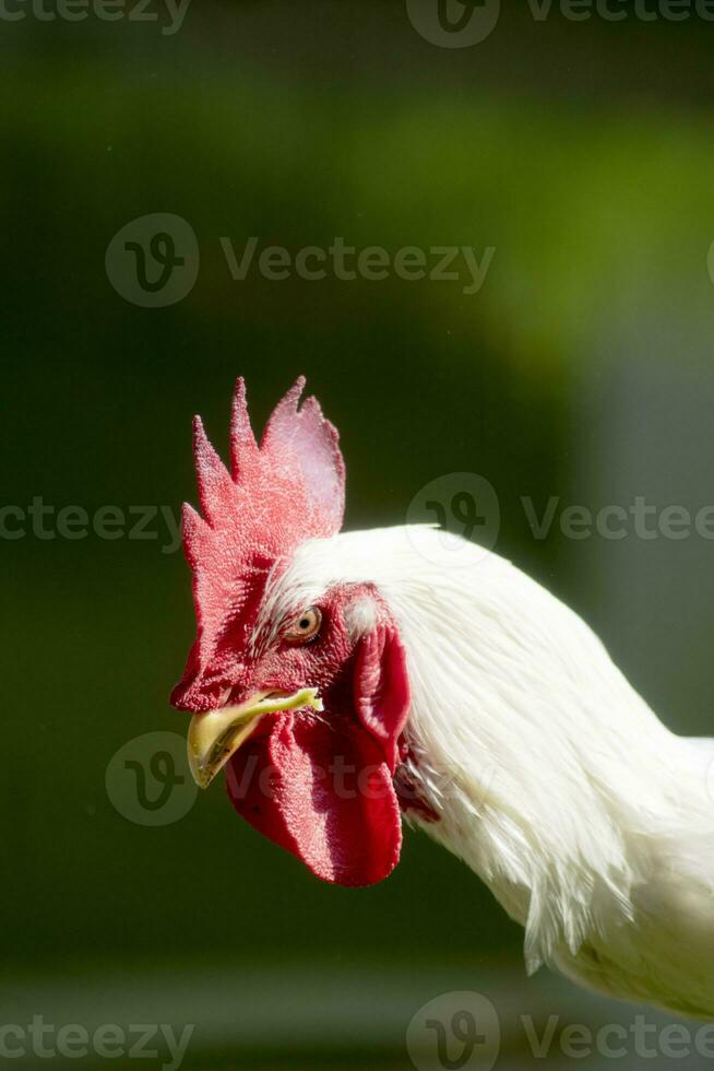 fighter rooster with angry face. animal photography photo