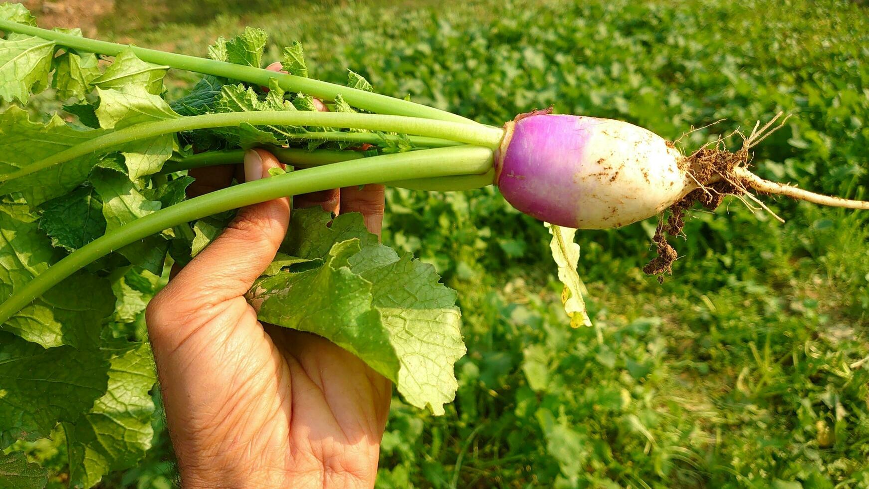 Freshly Harvested Turnip photo