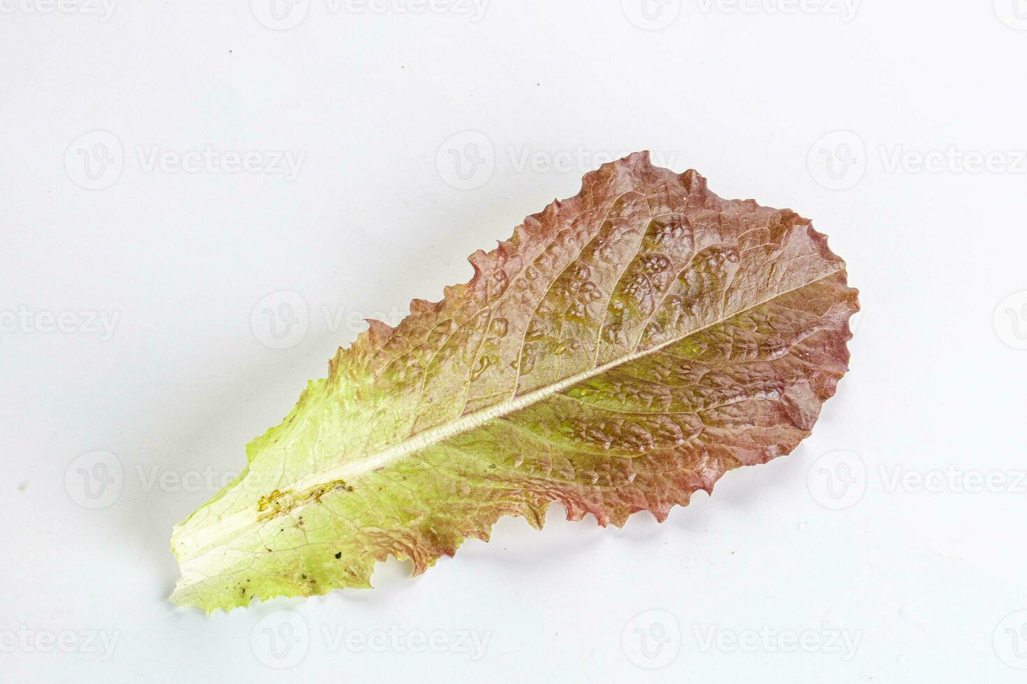 Green lettuce salad leaf isolated photo