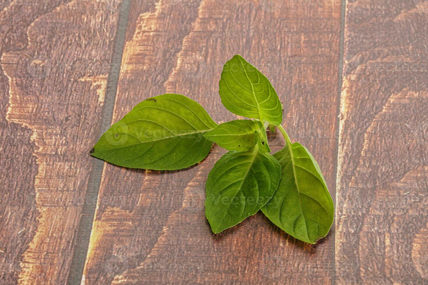 Raw green basil leaves seasoning photo