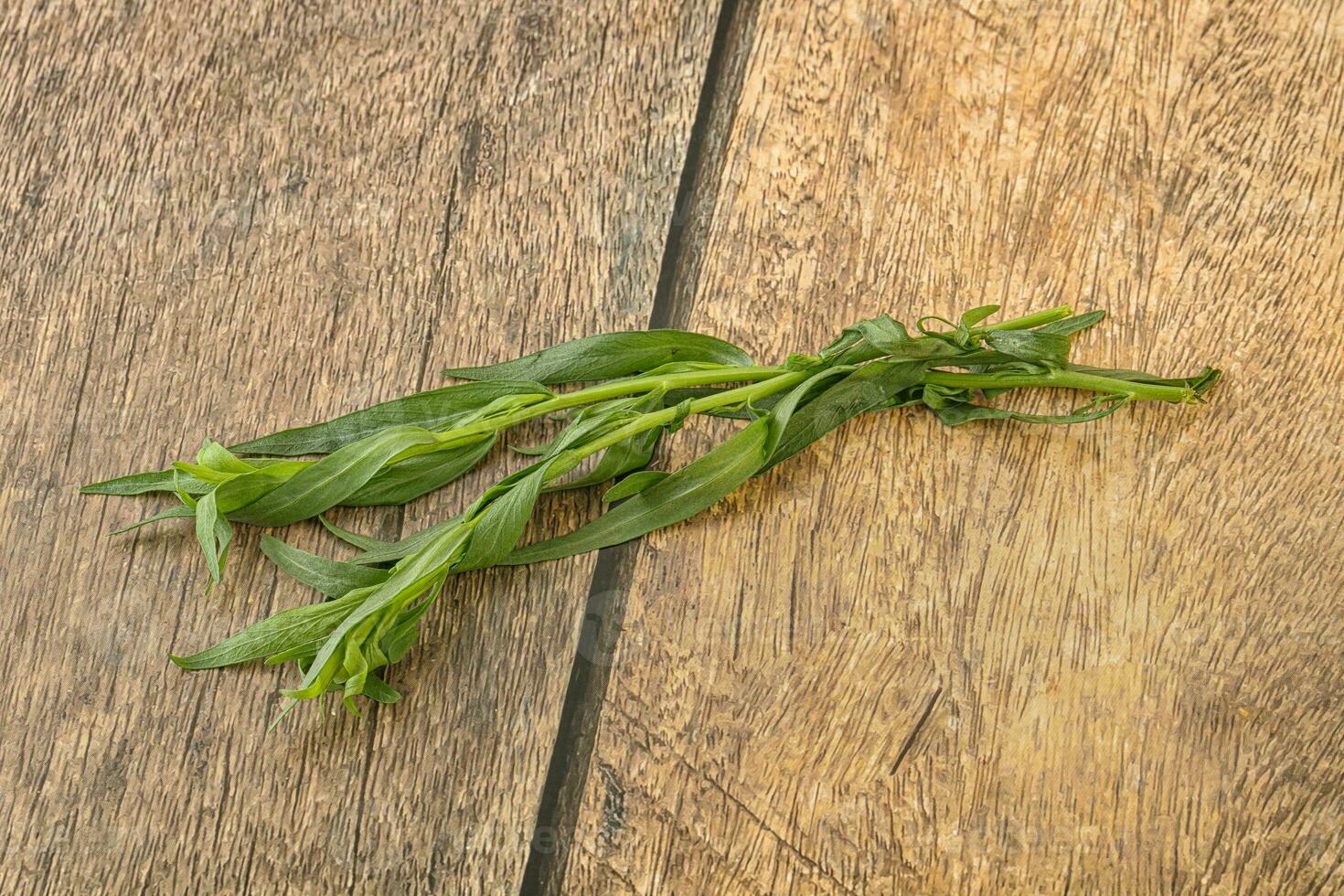 Green tarragon herb spice for cooking photo