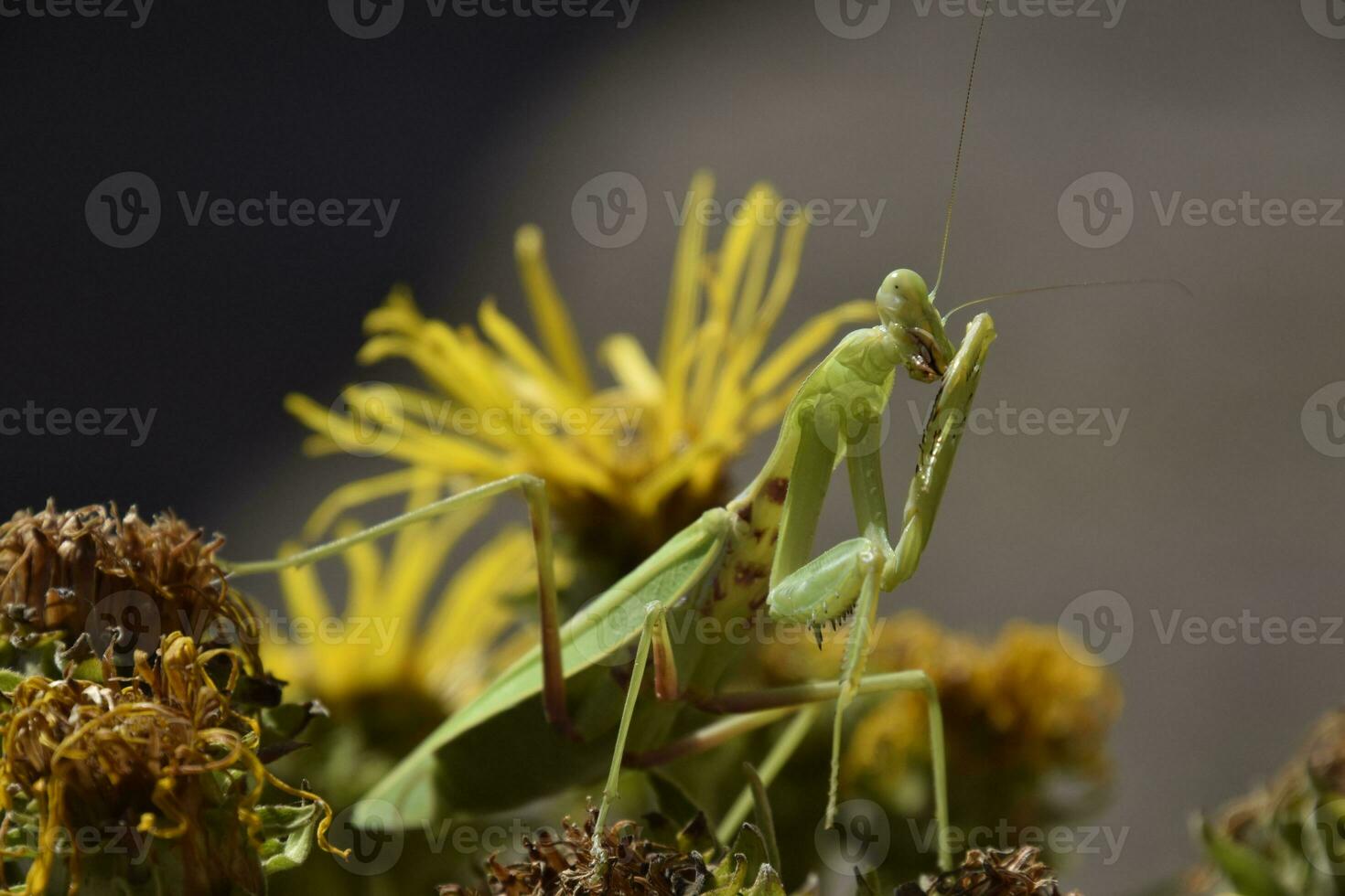 el hembra mantis religiones. depredador insectos mantis foto