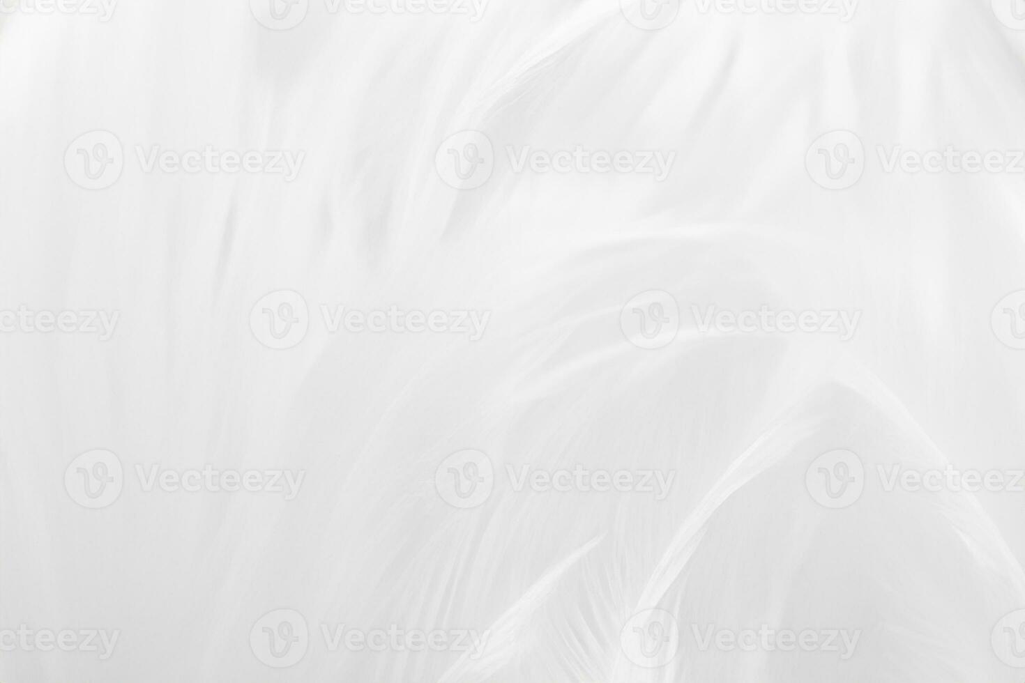 Beautiful white feather wool pattern texture background photo