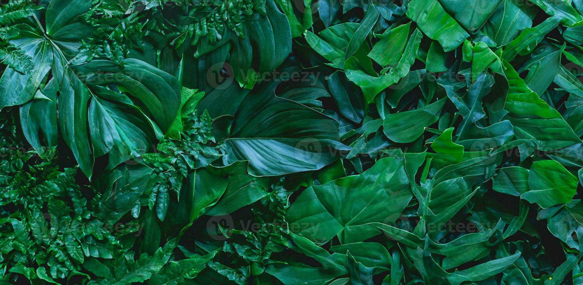 closeup nature view of green monstera leaf and palms background. Flat lay, dark nature concept, tropical leaf photo