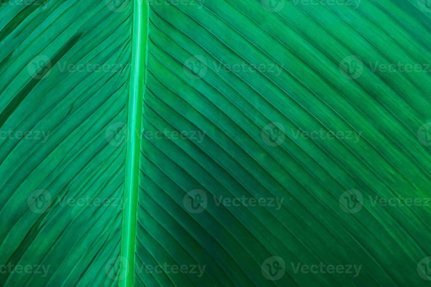 closeup banana leaf texture in garden, abstract green leaf, large palm foliage nature dark green background photo