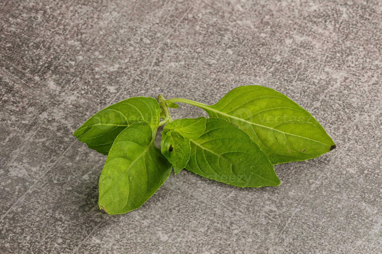 Raw green basil leaves seasoning photo