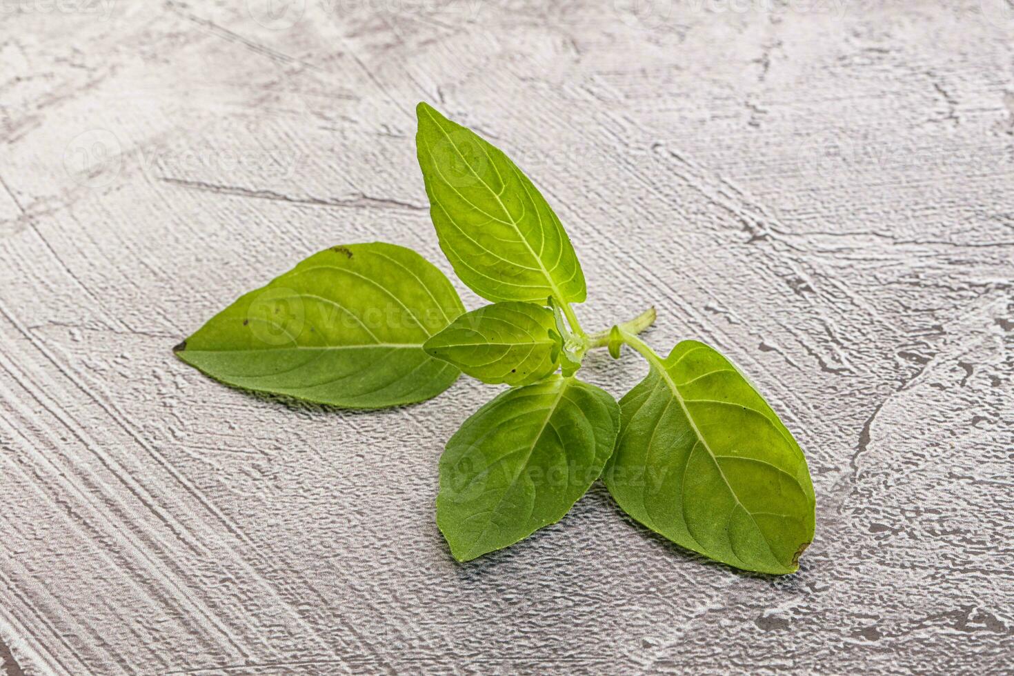 Raw green basil leaves seasoning photo