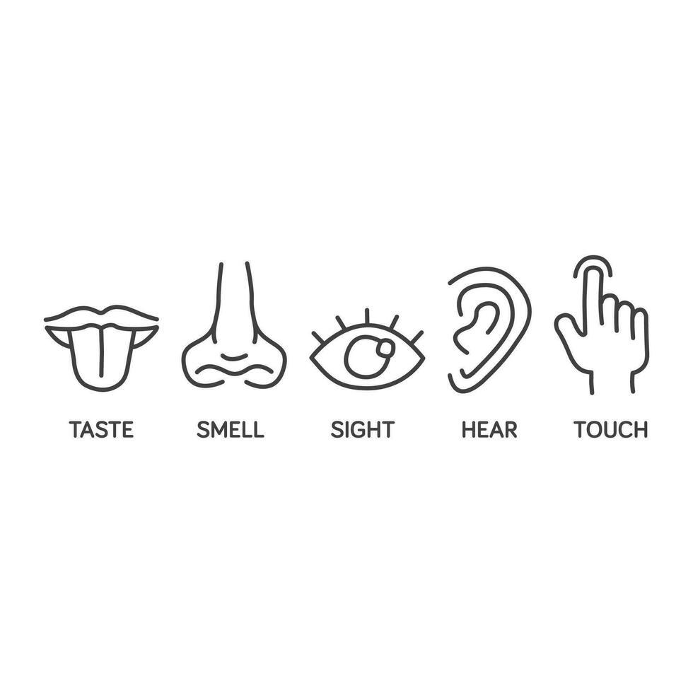 Five senses icon set hand drawn for educational illustrations. outline symbol, simple thin line vector design element template