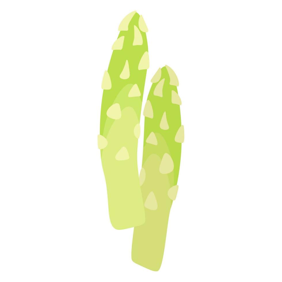 Asparagus is a popular healthy vegetable, healthy food. vector