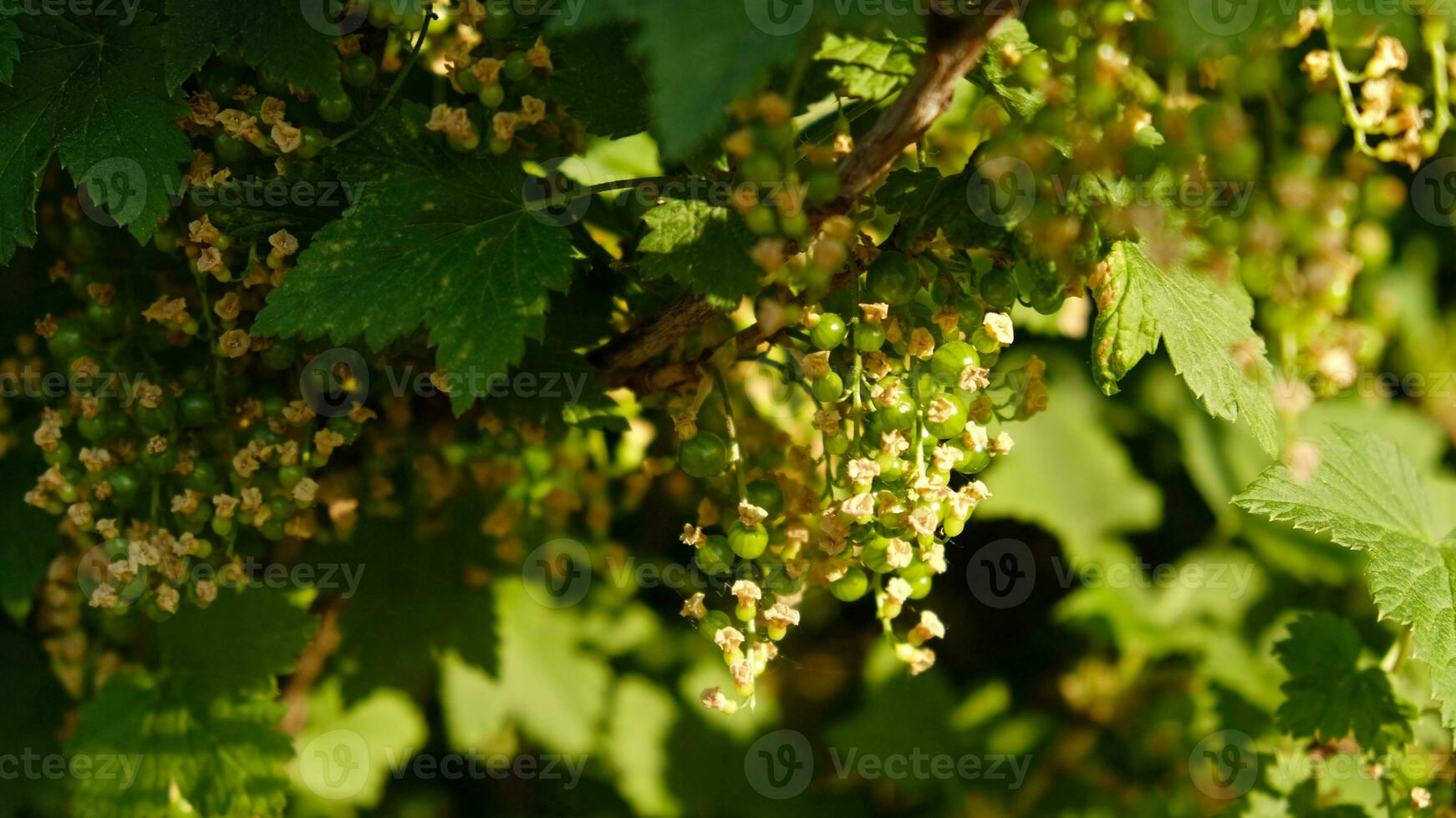 Blooming and green ovary of berries currants, several flowers on branch. Flowering bush of red, black or white currant with green leaves in the garden. Unripe green berries of currant close-up. photo