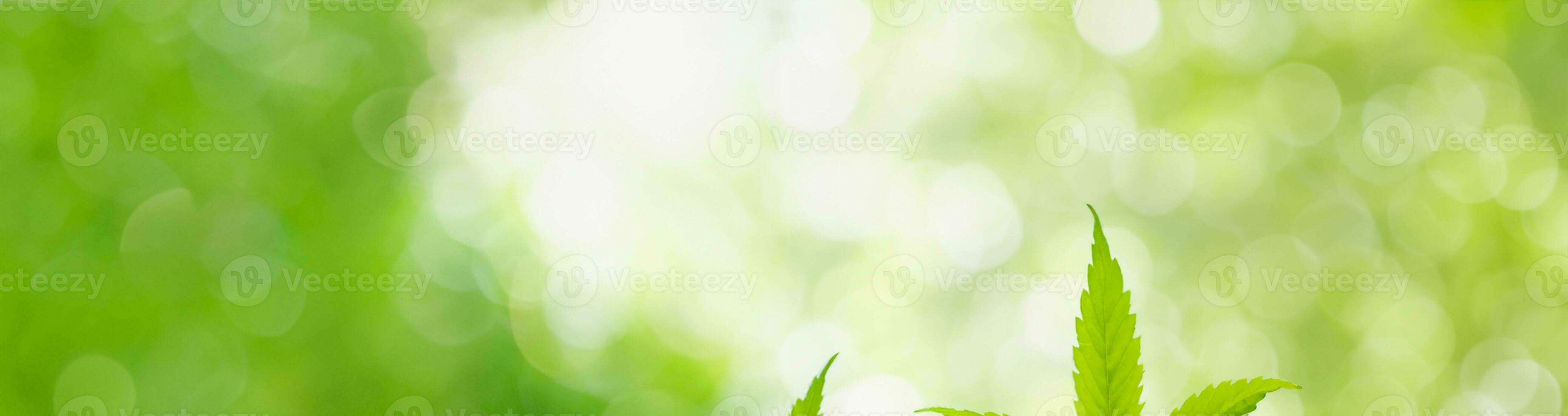 Closeup of green nature leaf on blurred greenery background in garden with bokeh and copy space using as background cover page concept. photo