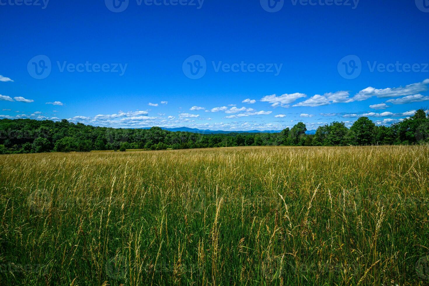 Appalachian Summer Fields photo