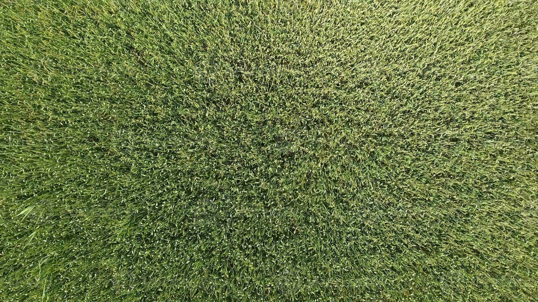 Green wheat in the field, top view with a drone. Texture of wheat green background. photo