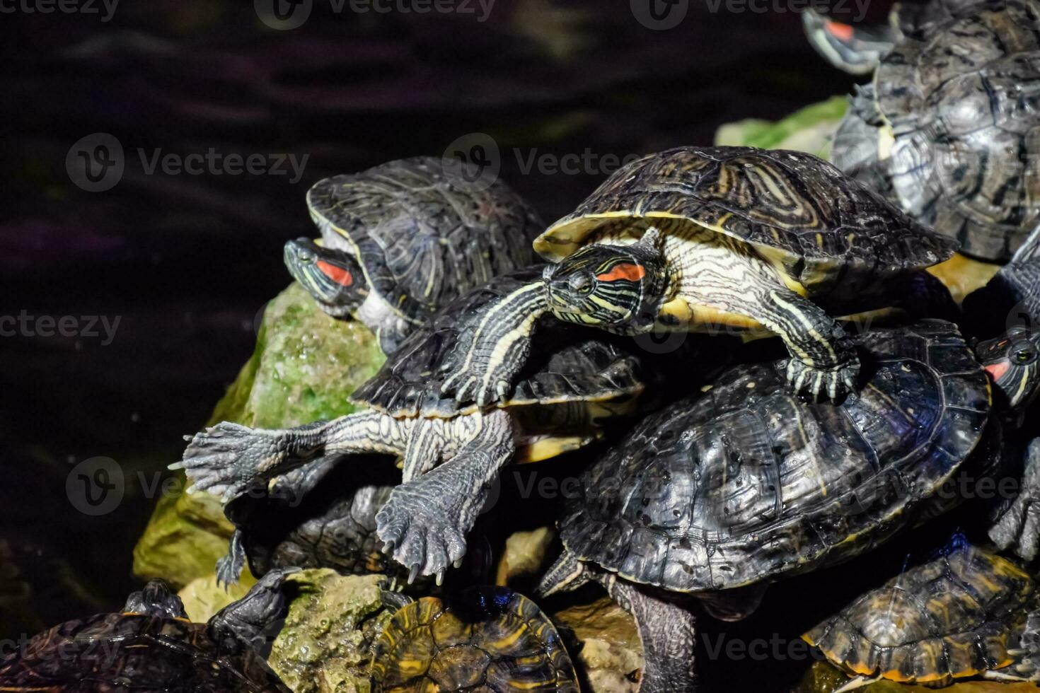 colonia de tortugas en piedra, reptil tortugas foto