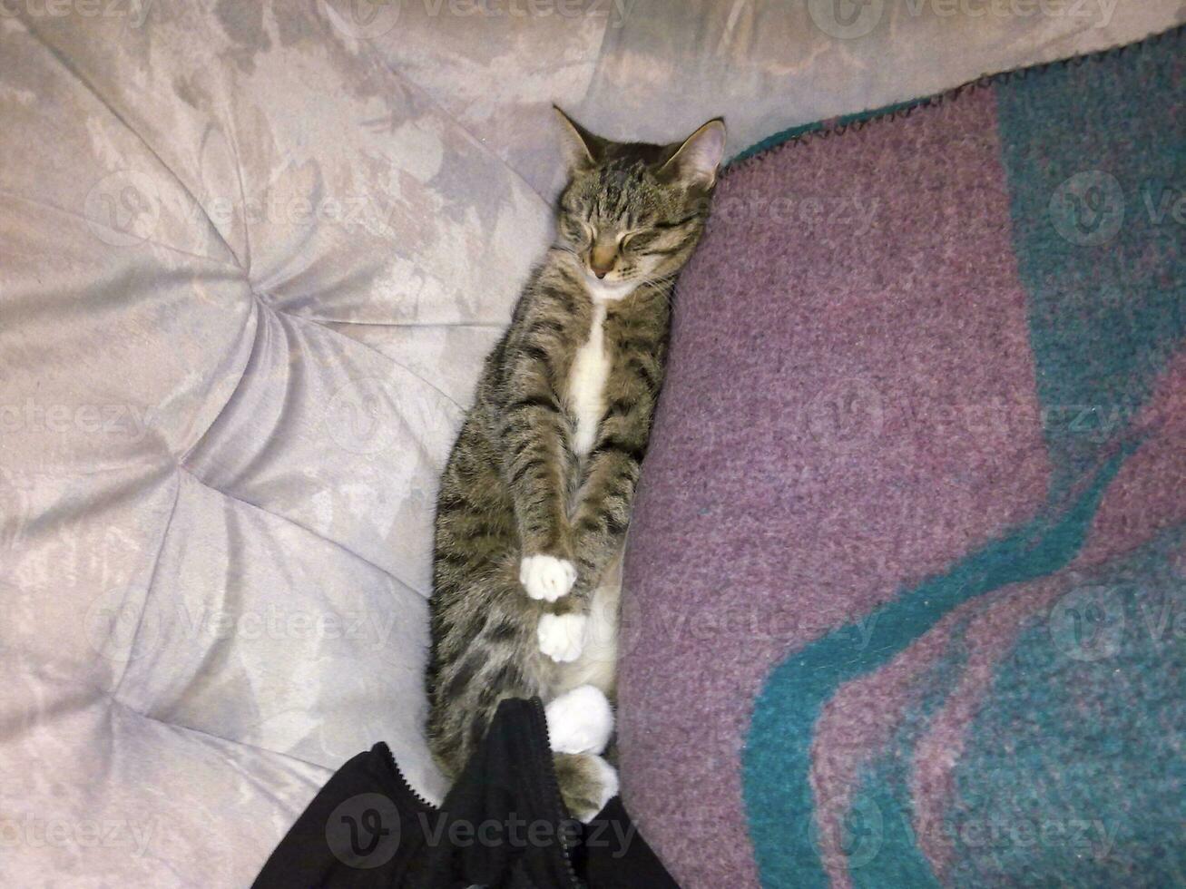 The cat is lying on the sofa by the blanket. photo