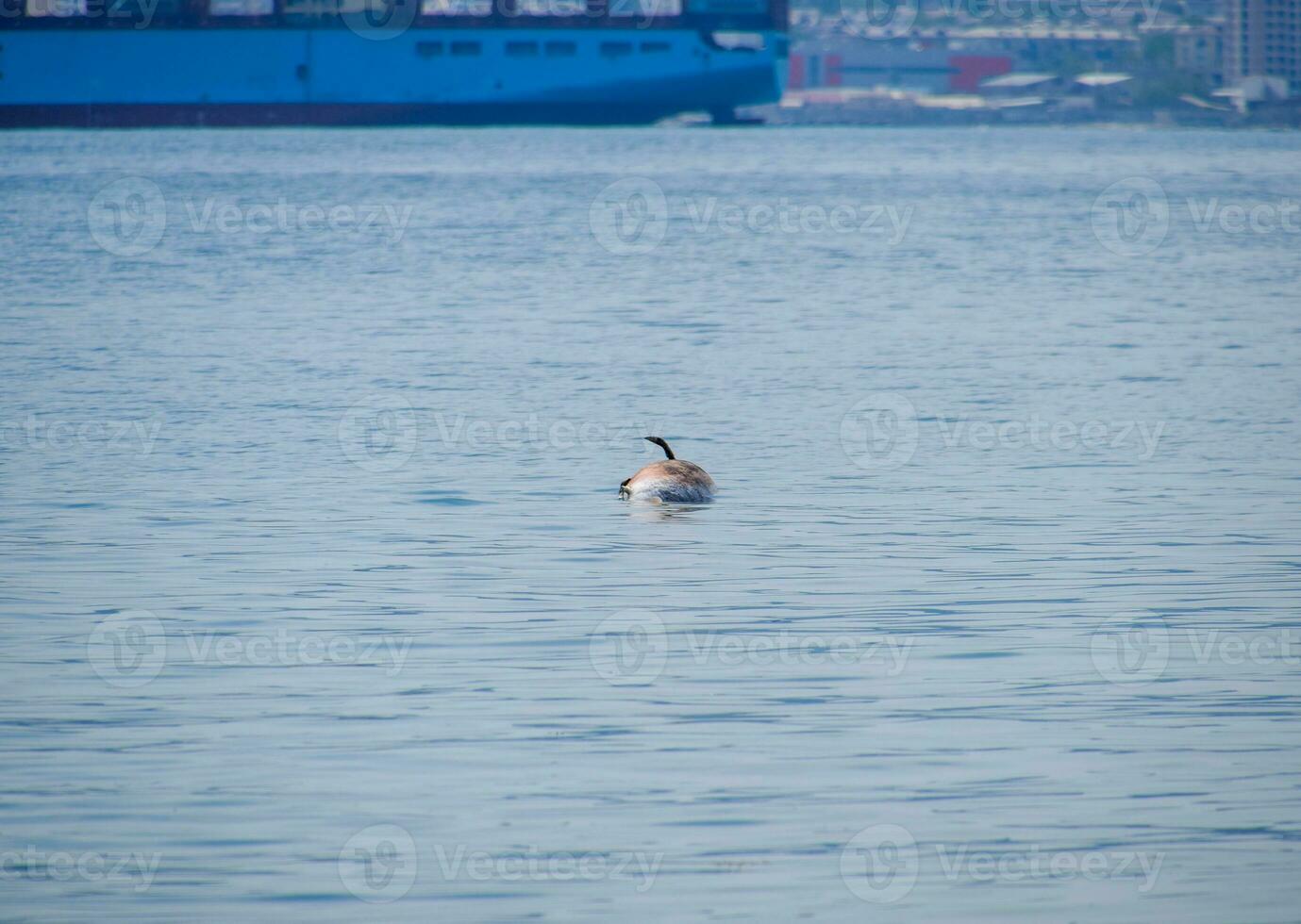 The body of a dead dolphin swims in the sea. dead dolphin in the Cimes bay. photo