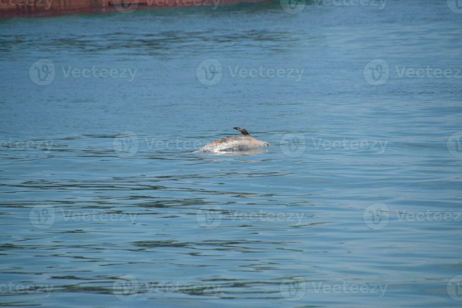 el cuerpo de un muerto delfín nada en el mar. muerto delfín en el cimes bahía. foto