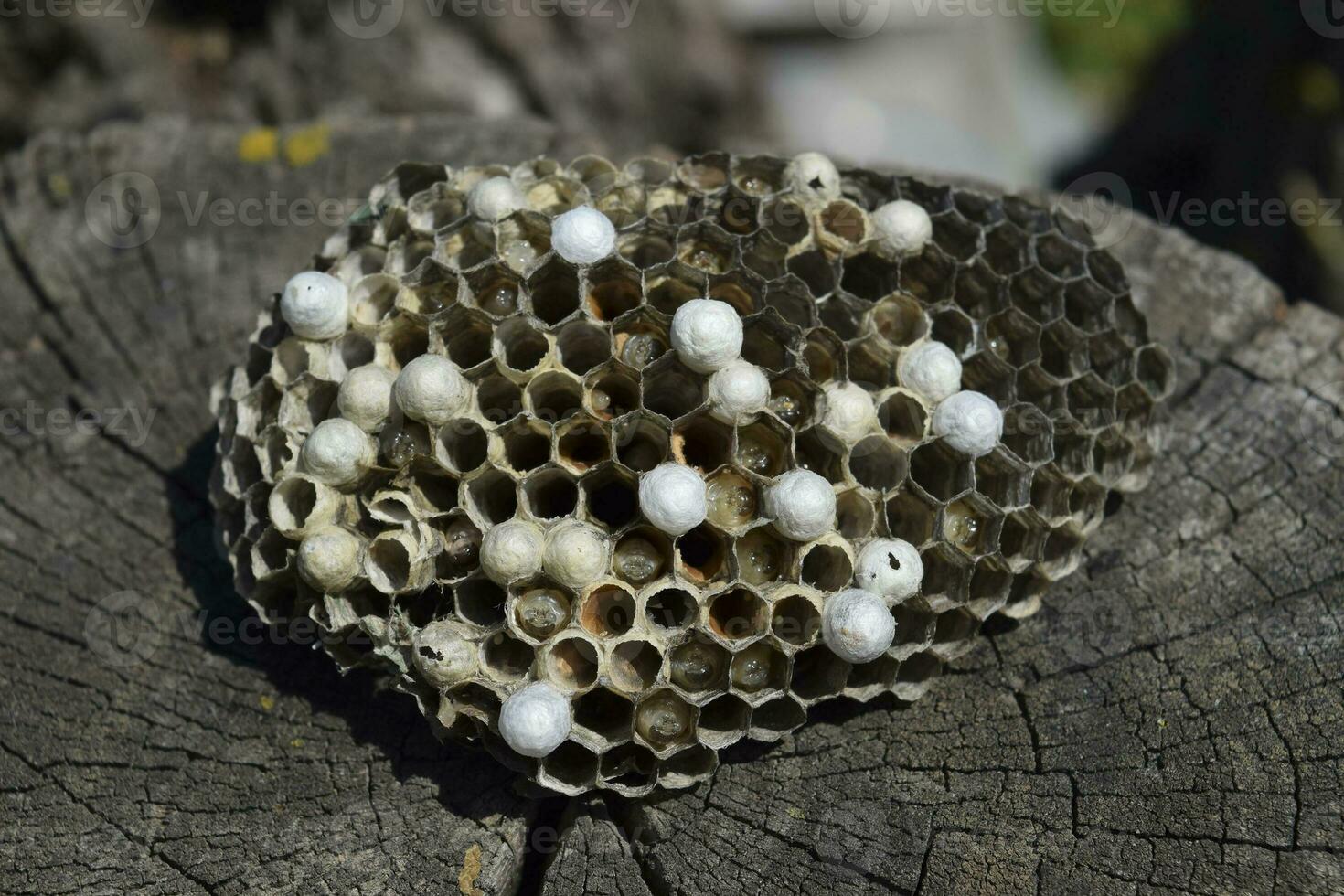 Wasp nest lying on a tree stump. photo