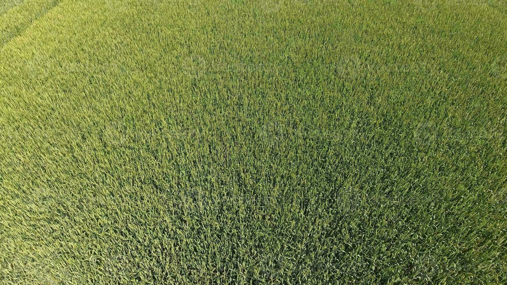 Green wheat in the field, top view with a drone. Texture of wheat green background. photo