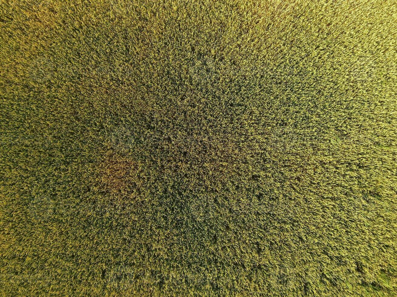 Ripening wheat. Green unripe wheat is a top view. Wheat field photo