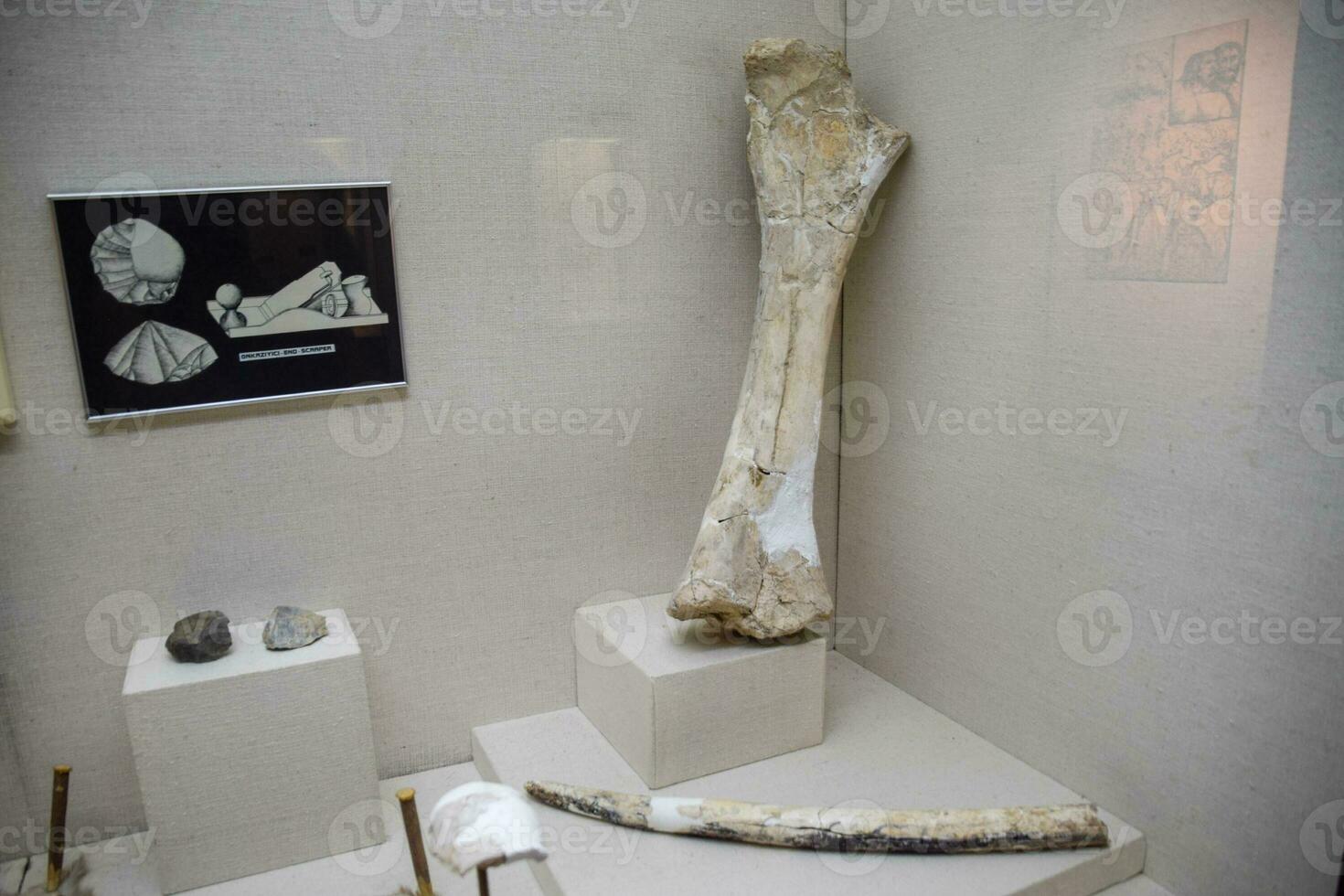 Mammoth's bone and tusk. Mammoth bone in the Antalya Museum. photo