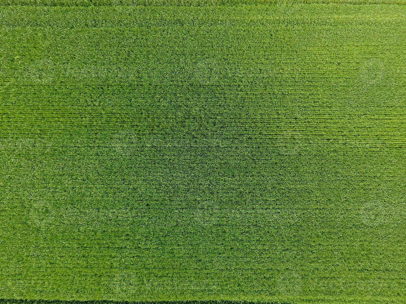 The wheat field is green. Young wheat on the field. View from above. Textural background of green wheat. Green grass. photo