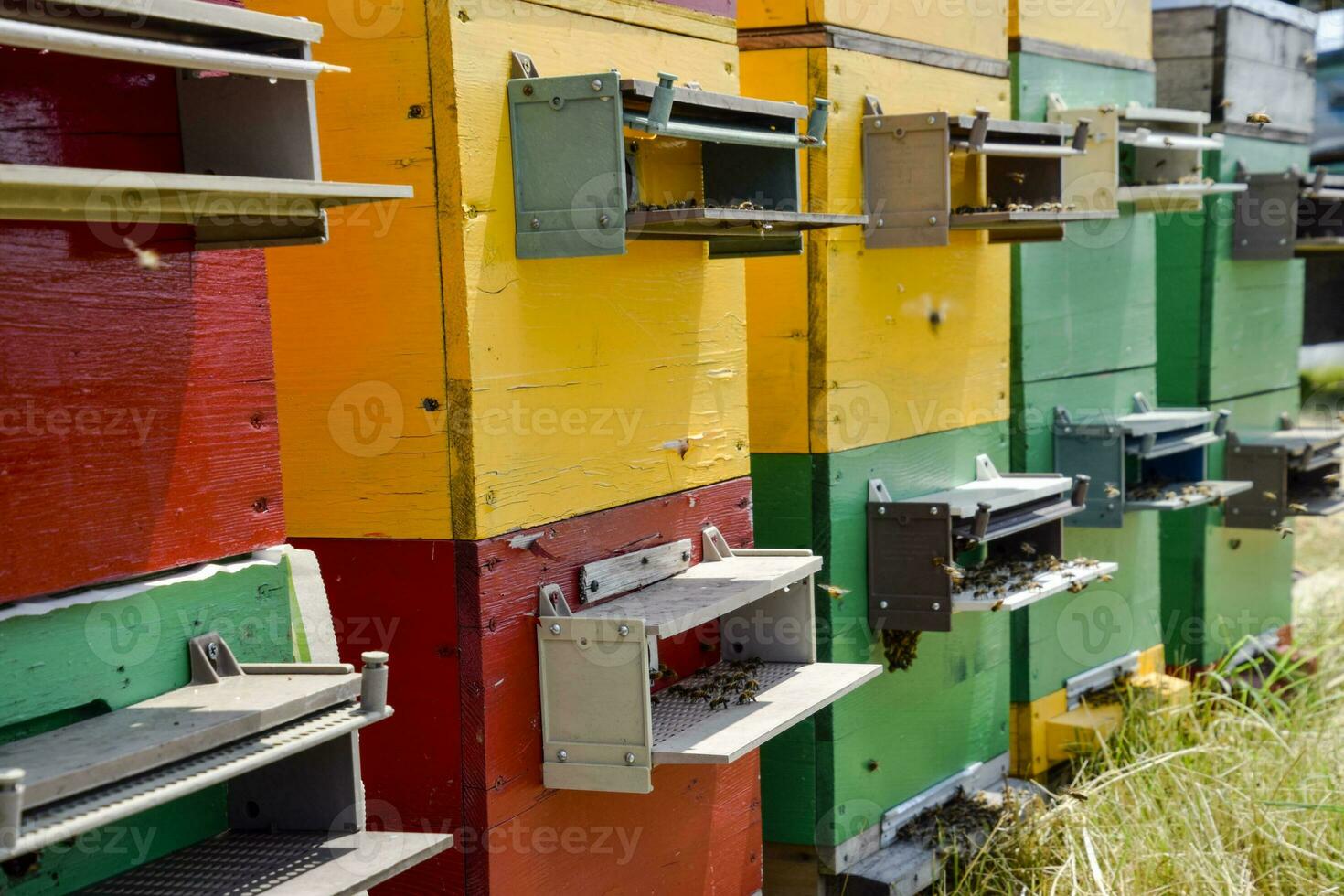 Beehive beehives in the apiary. Growing bees to get honey. Bee houses photo