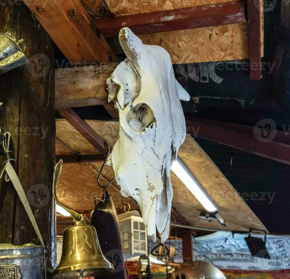 skull of a bull hangs under the roof of a barn. Cow bones. photo