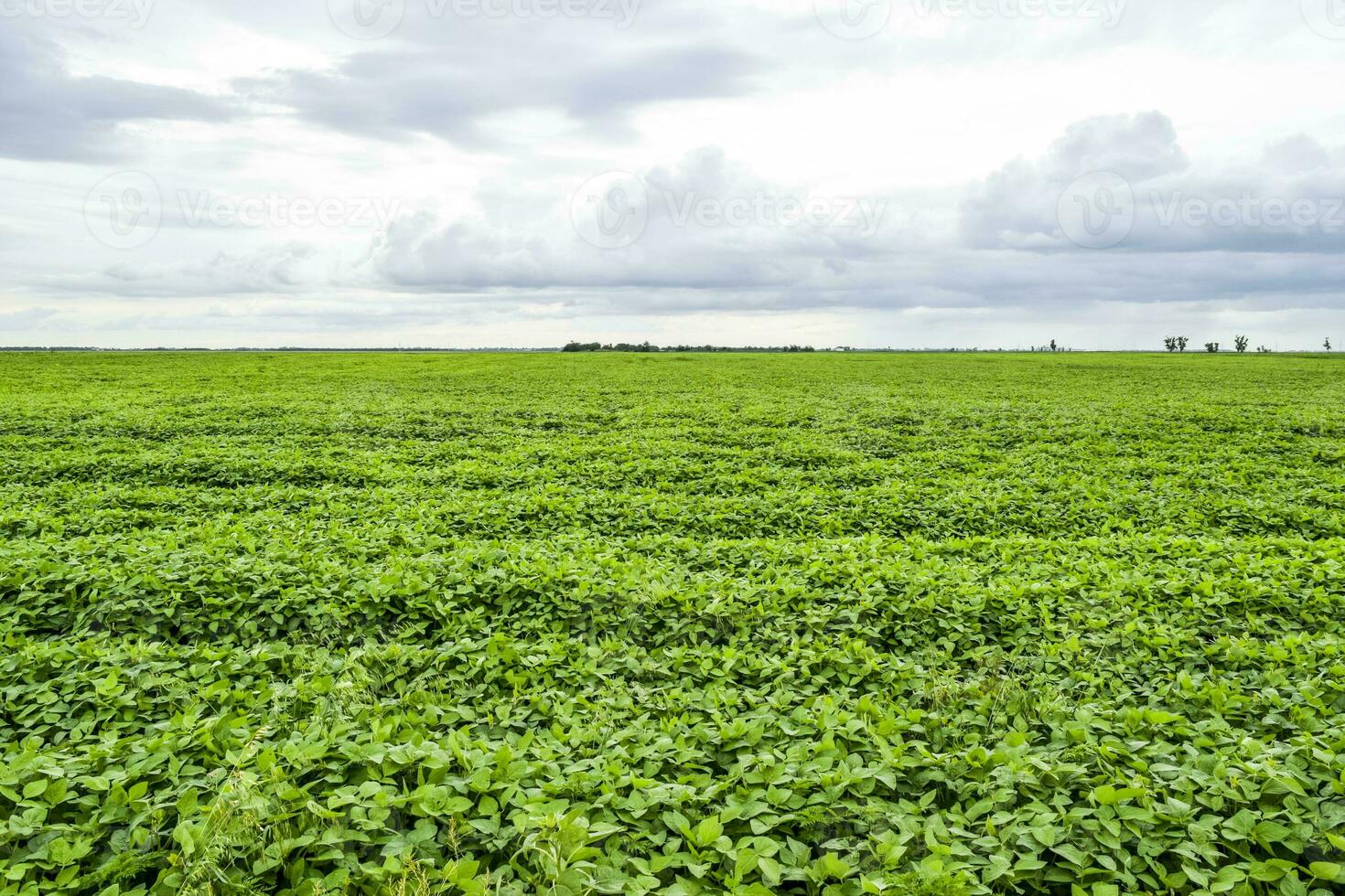 the Soy field. photo