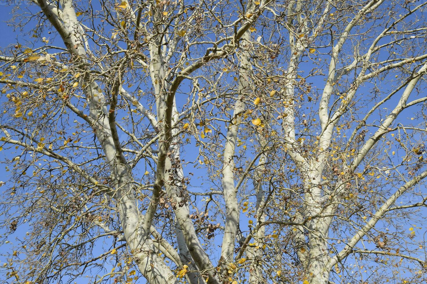 Background of the branches of a silver poplar. Autumn tree. photo
