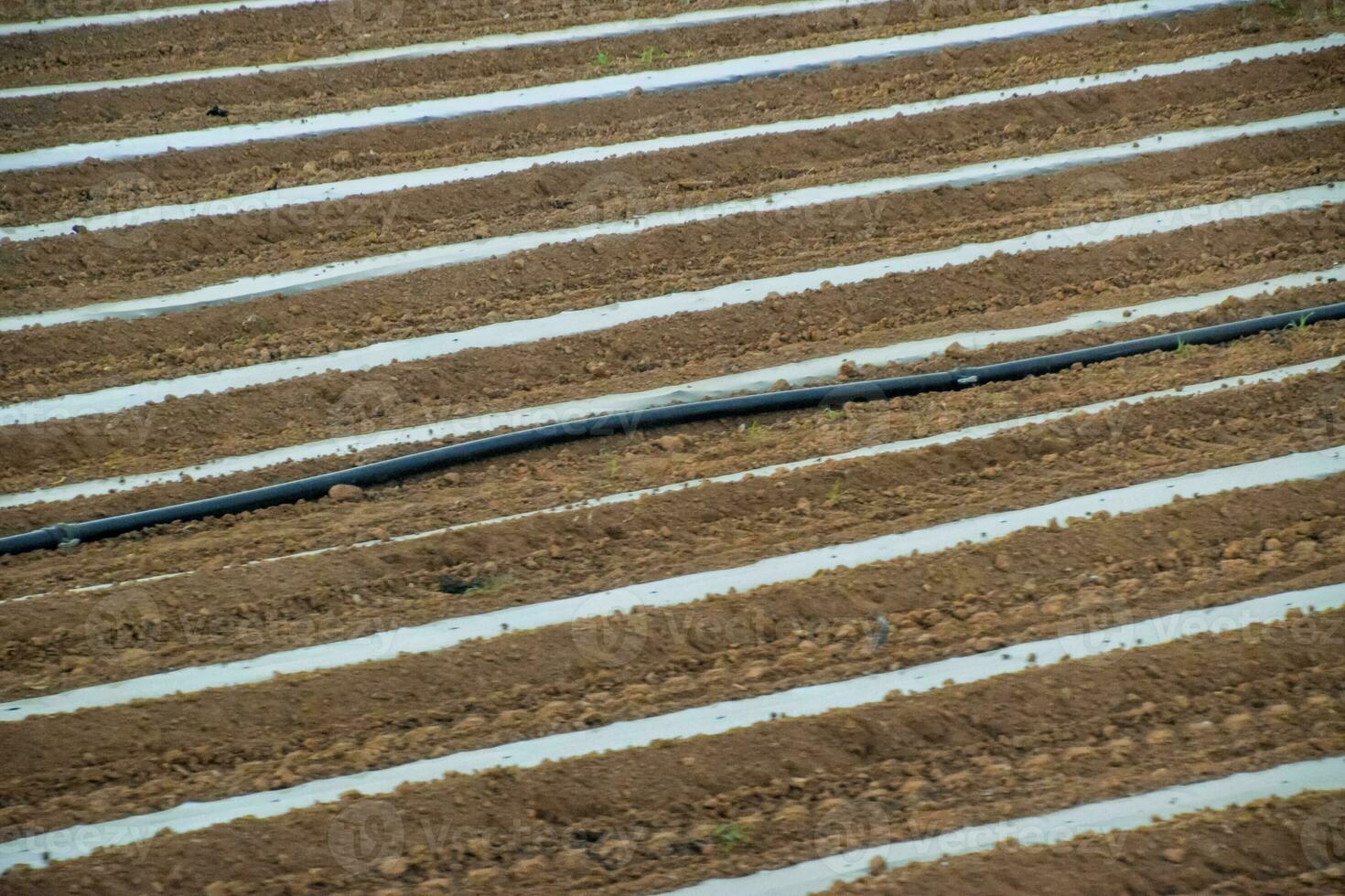 campo con cultivos de sandias debajo el película foto