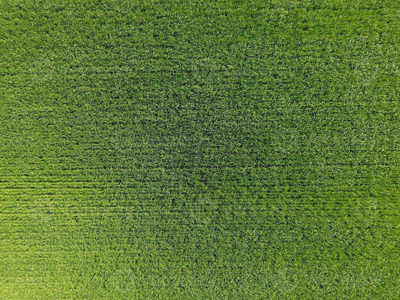 The wheat field is green. Young wheat on the field. View from above. Textural background of green wheat. Green grass. photo